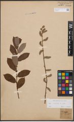 Foto von Salix cinerea L.